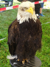 Weißkopf-Seeadler (02).jpg